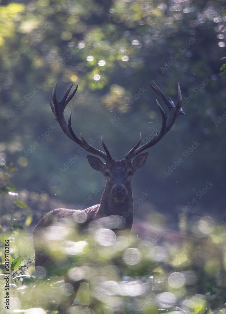 Fototapeta premium Portrait of red deer in forest