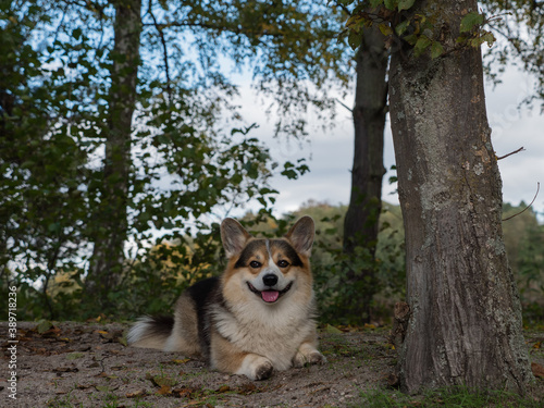 Welsh Corgi Pembroke liegt auf einem Waldweg beim Herbstspaziergang