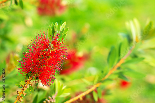 A close up of a beautiful flower Callistemon on a nature background, bottlebrushes