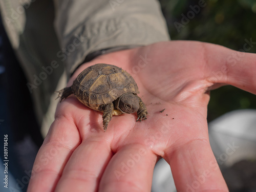 Baby einer griechisches Landschildkröte auf der Hand einer jungen Frau, Testudo hermanni