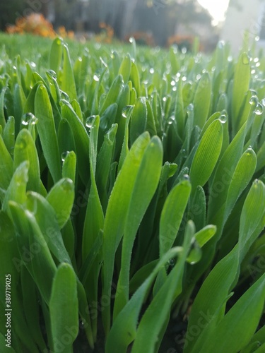 aloe vera plant