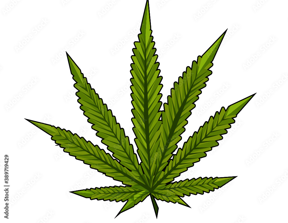 cannabis leaf on white background cannabis leaf on white background
