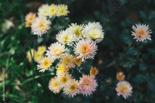 Beautiful creamy pink Chrysanthemums flowers in a autumn garden.