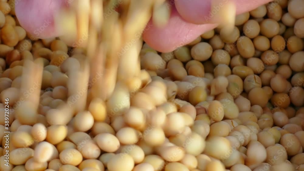 Freshly harvested soybean grains, close up hands of farmer shows soybeans in jute sack Freshly harvested soybean grains, close up hands of farmer shows soybeans in jute sack