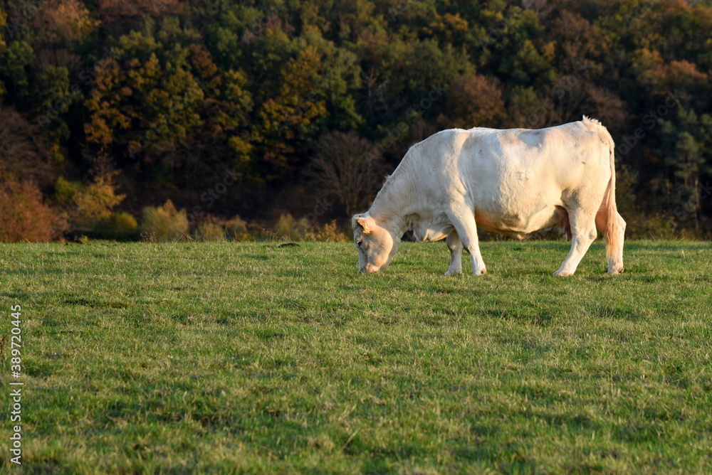 Obraz premium Weiße Kuh auf grüner Weide