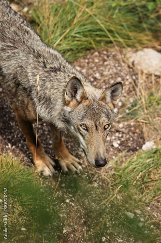 Plano medio de un lobo gris, canis lupus. Abruzzo, Italia photo