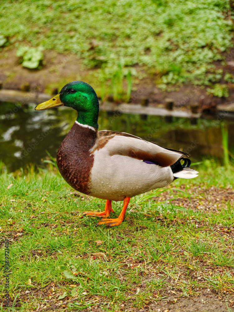 duck on the water duck on the water