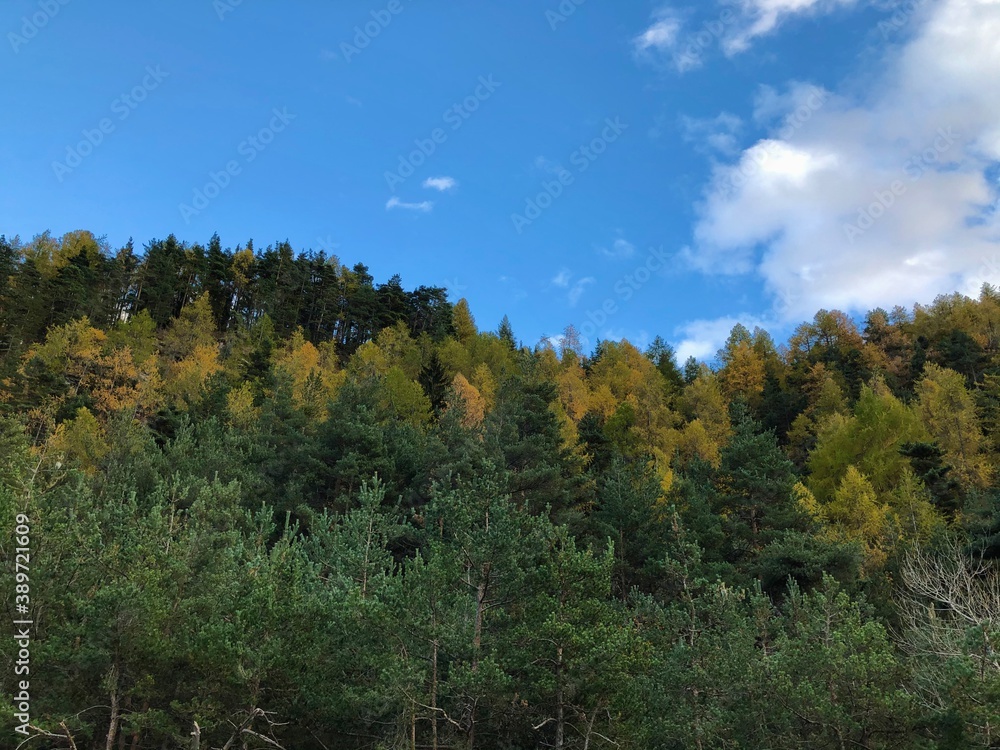 bosco in autunno