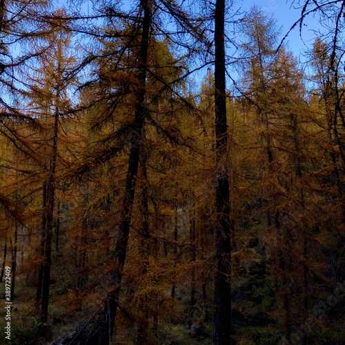 bosco in autunno