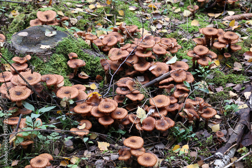 Autumn mushrooms grow in the forest on a stump