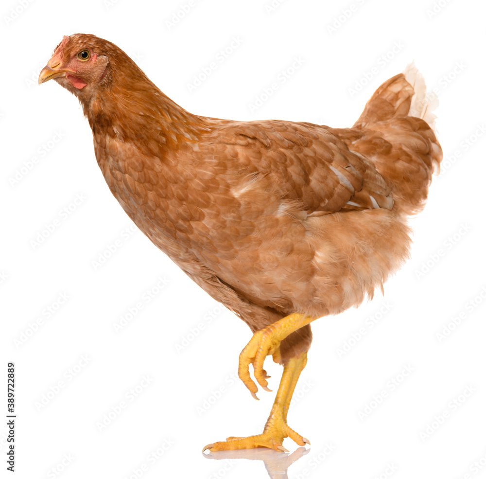 Fototapeta premium one brown walking chicken isolated on white background, studio shoot