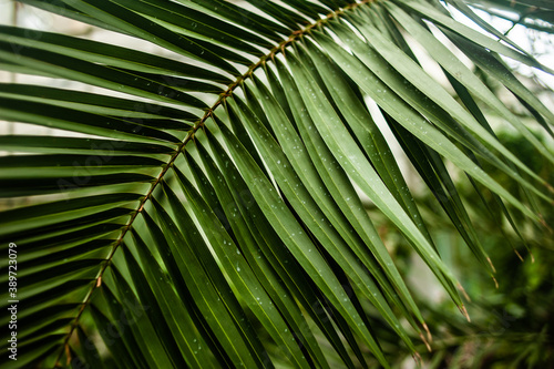 closeup nature view of green leaf and palms background. Flat lay  dark nature concept  tropical leaf