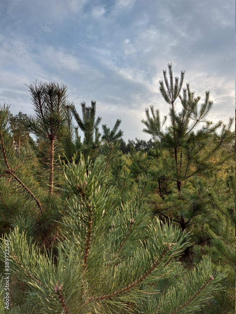 pine tree branches pine tree branches