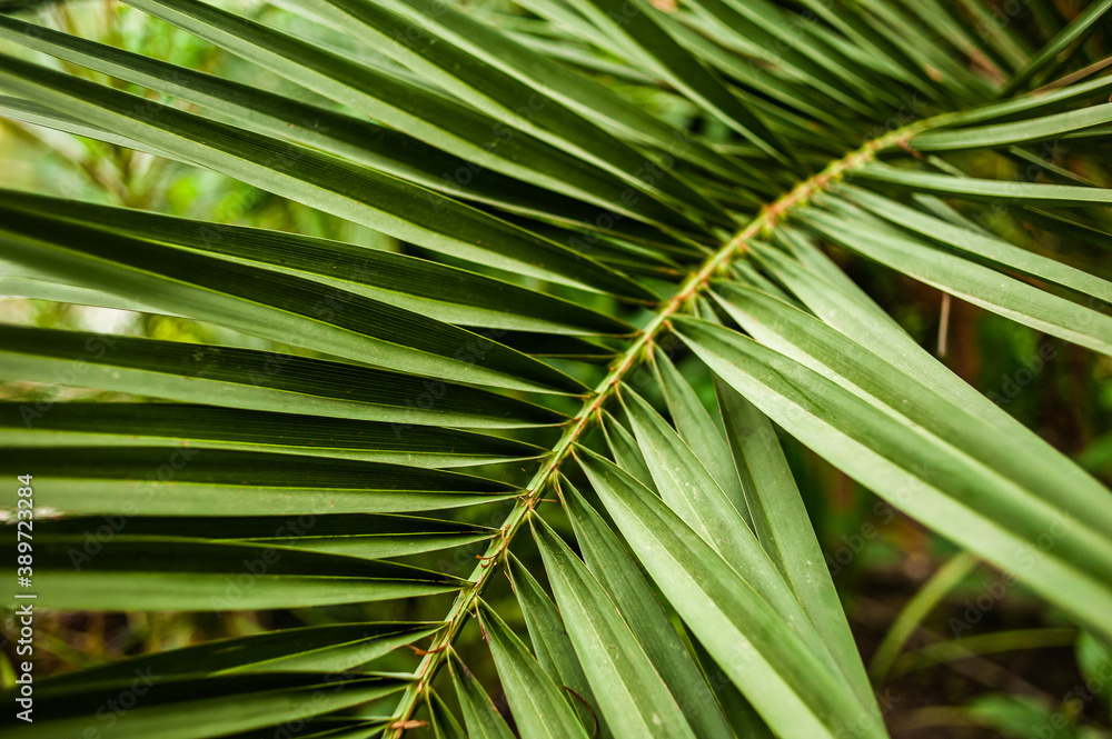 closeup nature view of green leaf and palms background. Flat lay, dark nature concept, tropical leaf closeup nature view of green leaf and palms background. Flat lay, dark nature concept, tropical leaf