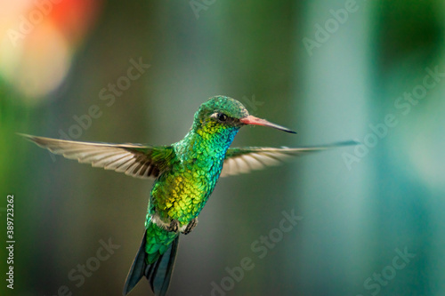 hummingbird in flight © rodolfo