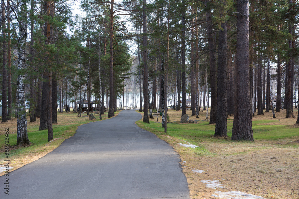 Asphalt walkway in the park among the pines.