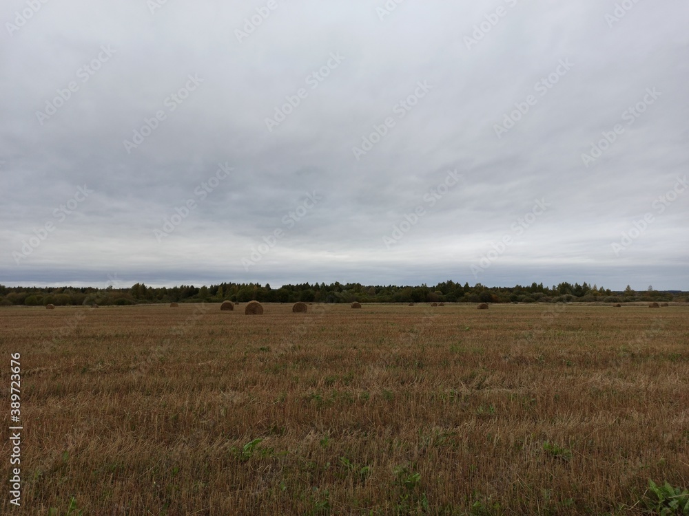 nature, field, summer, beauty, forest nature, field, summer, beauty, forest