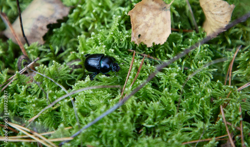 Metallic blue and green color Frog-leg beetle in colorful autumn forest.Selective focus photo