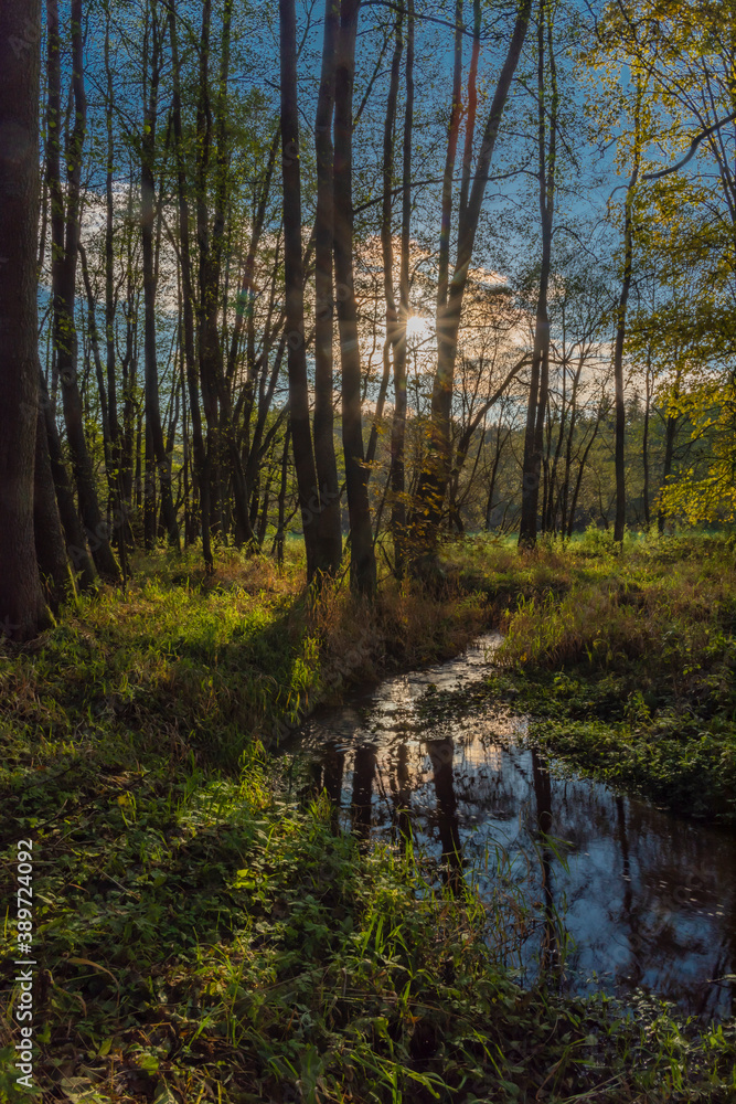 Obraz premium Utersky creek with color trees and meadow near Utery town in autumn evening