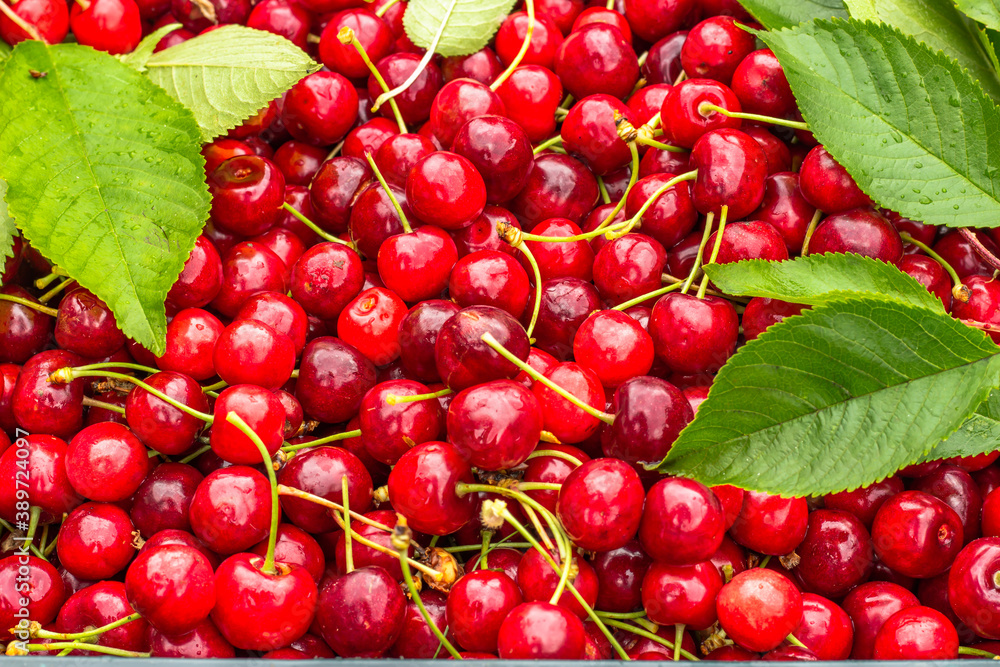 Close up of pile of ripe cherries with stalks and leaves. Large collection of fresh red cherries. Ripe cherries background.Healthy juicy food.Harvest of red cherries on a market stall.Fruit background Close up of pile of ripe cherries with stalks and leaves. Large collection of fresh red cherries. Ripe cherries background.Healthy juicy food.Harvest of red cherries on a market stall.Fruit background
