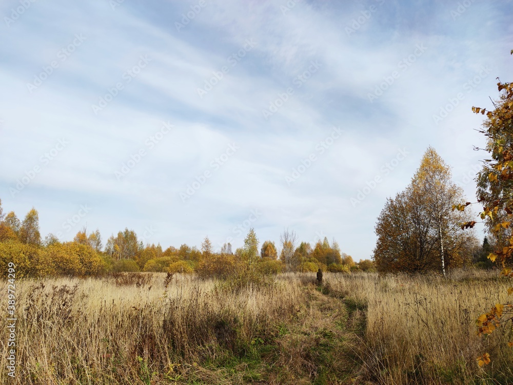 Fototapeta premium autumn in the forest