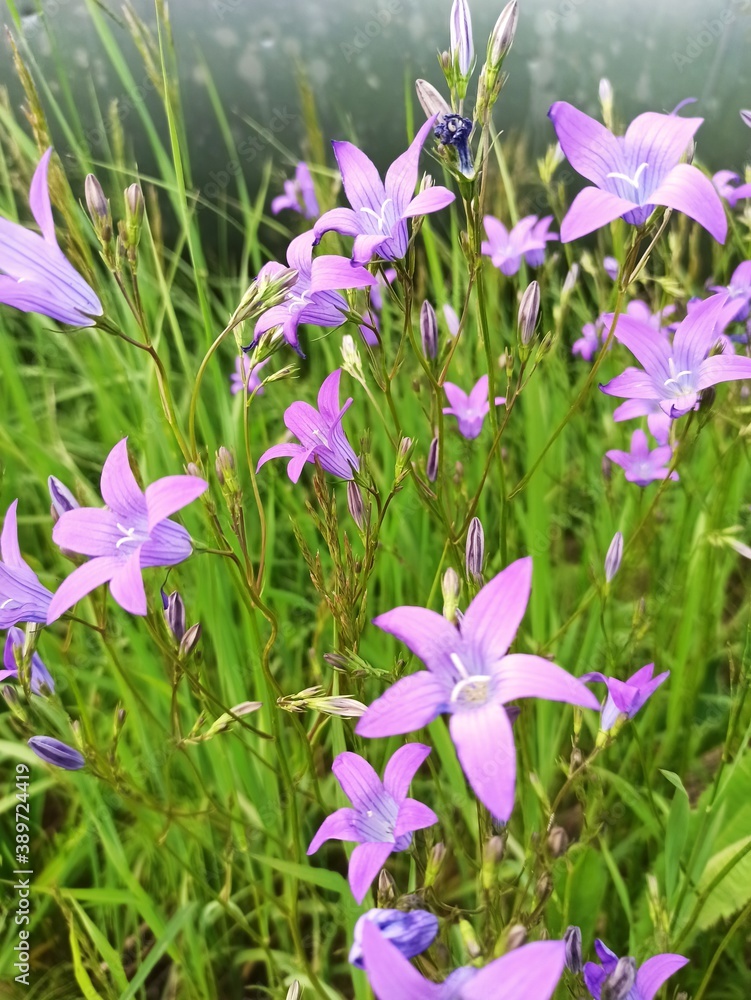 nature, summer, field, trees, sky, Park, garden, water, river, flower, flowers nature, summer, field, trees, sky, Park, garden, water, river, flower, flowers