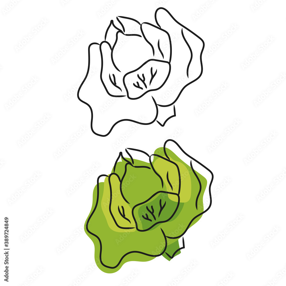 Doodle vector illustration of cabbage. Sketch of fresh vegetable isolated on white background. Doodle vector illustration of cabbage. Sketch of fresh vegetable isolated on white background.