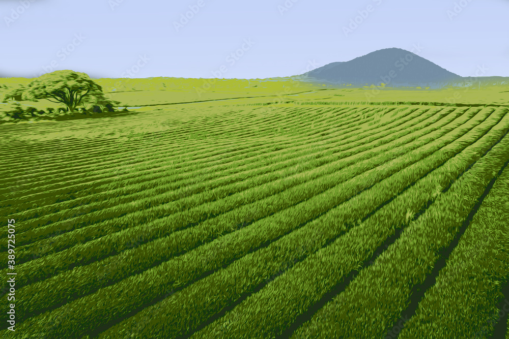 Green tea fields and mountain in Jeju Island, South Korea. Illustration tea farming