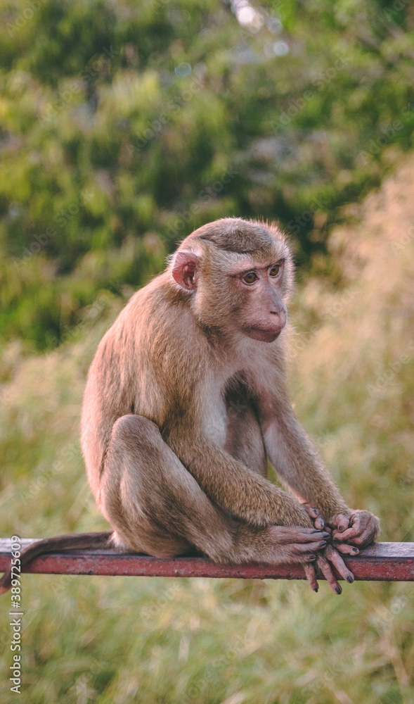 Naklejka premium macaque