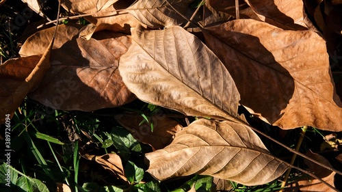 Autumn brown foliage close-up. Autumn composition.