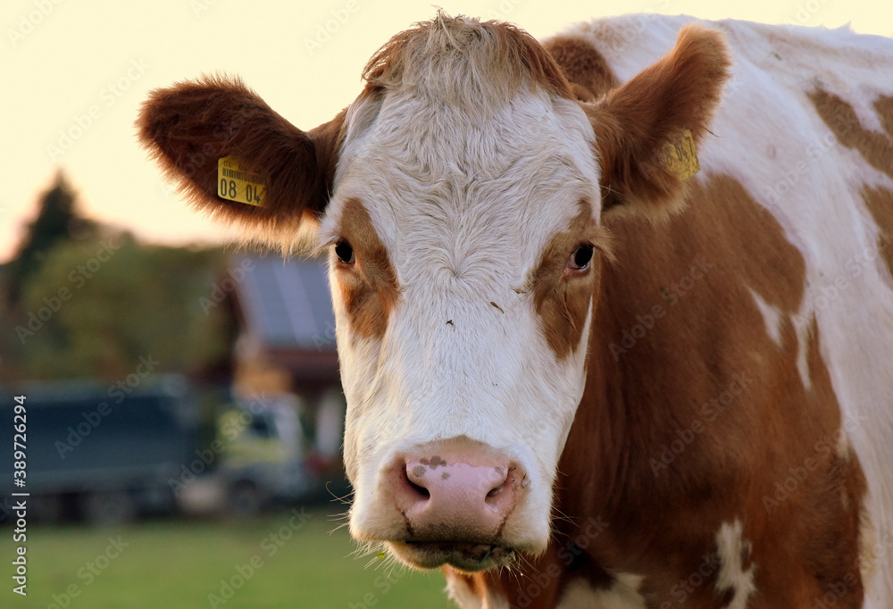 Milchkuh mir weißem Kopf, braunen Ohren und Augen Milchkuh mir weißem Kopf, braunen Ohren und Augen