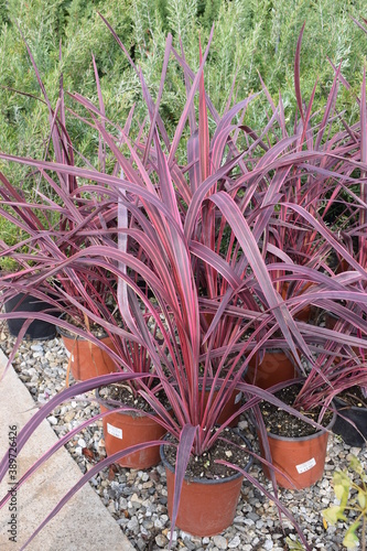 Beautiful red foliage of Cordyline sp. 