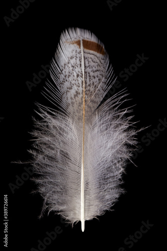 beautiful gray partridge (Perdix perdix), feathers close up on a black background 