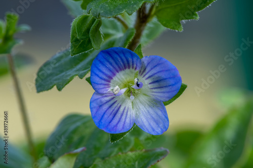 Macro shot of a common speedwell (veronica arvensis) flower photo