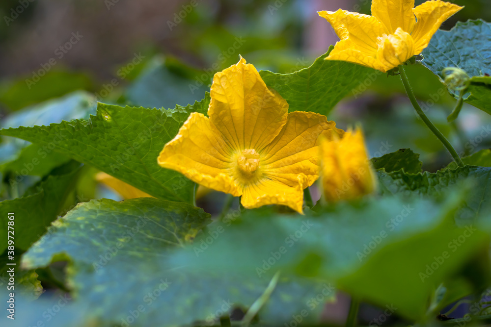 Winter melon or ash gourd bloomed flower close up Winter melon or ash gourd bloomed flower close up