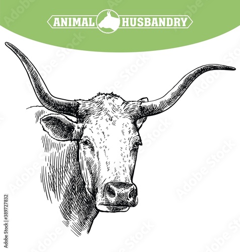 Breeding cattle. head of a Texas longhorn. vector sketch on white background