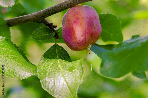 Plum fruit with incipient disease hanging on a branch close up selective focus photo