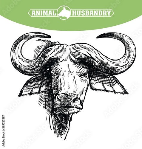 Breeding cattle. head of a Afrikan Buffalo. vector sketch on white background