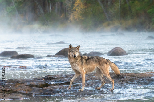Grey Wolf crossing a Misty River at Dawn