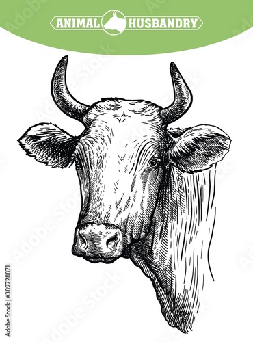 Breeding cattle. head of a Texas longhorn. vector sketch on white background