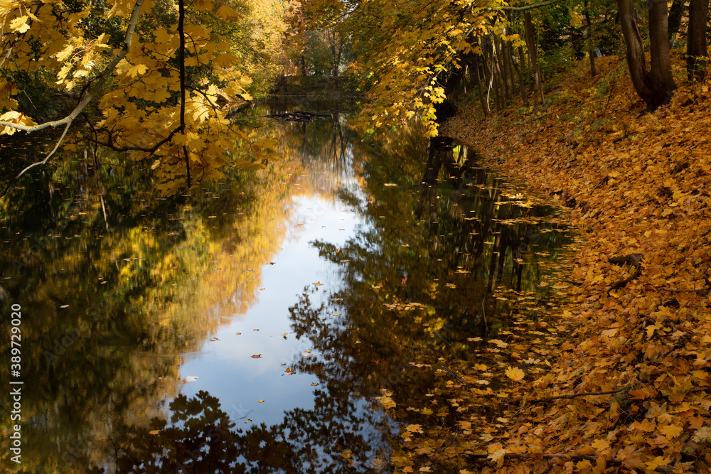 Beautiful autumn landscape in the park. Fallen leaves by the shore of a pond and a hanging maple branch illuminated by the sun. Natural autumn background. Beautiful autumn landscape in the park. Fallen leaves by the shore of a pond and a hanging maple branch illuminated by the sun. Natural autumn background.