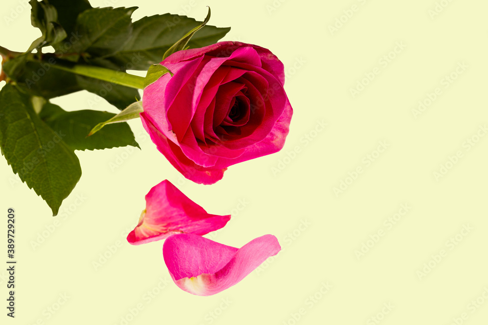 Gorgeous pink roses close up view isolated on background. Valentine day backgrounds. Postcard. Gorgeous pink roses close up view isolated on background. Valentine day backgrounds. Postcard.
