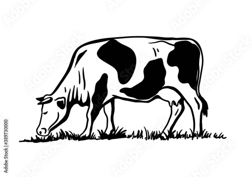 Breeding cattle. silhouette of a grazing cow. vector illustration isolated on white background
