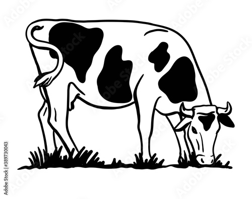 Breeding cattle. silhouette of a grazing cow. vector illustration isolated on white background
