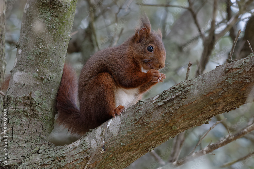 Red Squirrel (Sciurus vulgaris) on a tree branch Red Squirrel (Sciurus vulgaris) on a tree branch