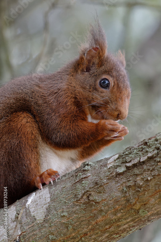 Red Squirrel (Sciurus vulgaris) on a tree branch