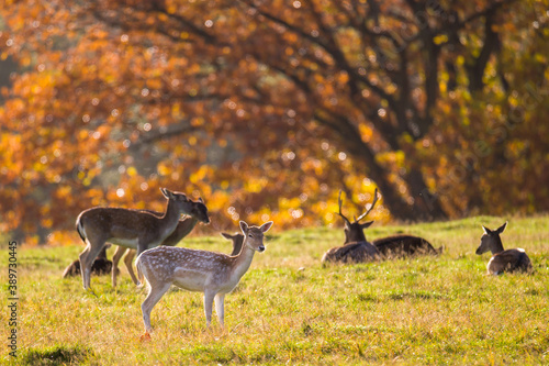 Roe deer and deer during mating in the forest