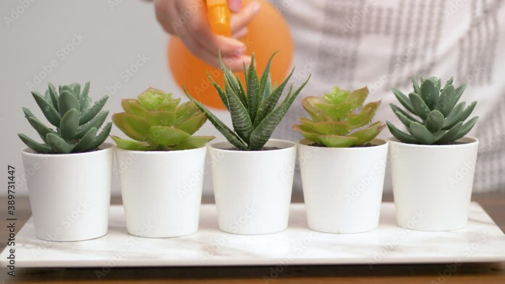various succulent plants in white pots while an Hand is watering them various succulent plants in white pots while an Hand is watering them