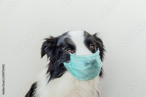 Sick or contagious dog border collie wearing protective surgical medical mask isolated on white background. Funny puppy with mask on face. Coronavirus COVID-19 virus health care concept.