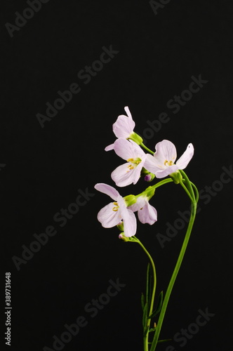 Isolated white wild Cuckooflowers on a black background scientific name ACardamine pratensis
 photo